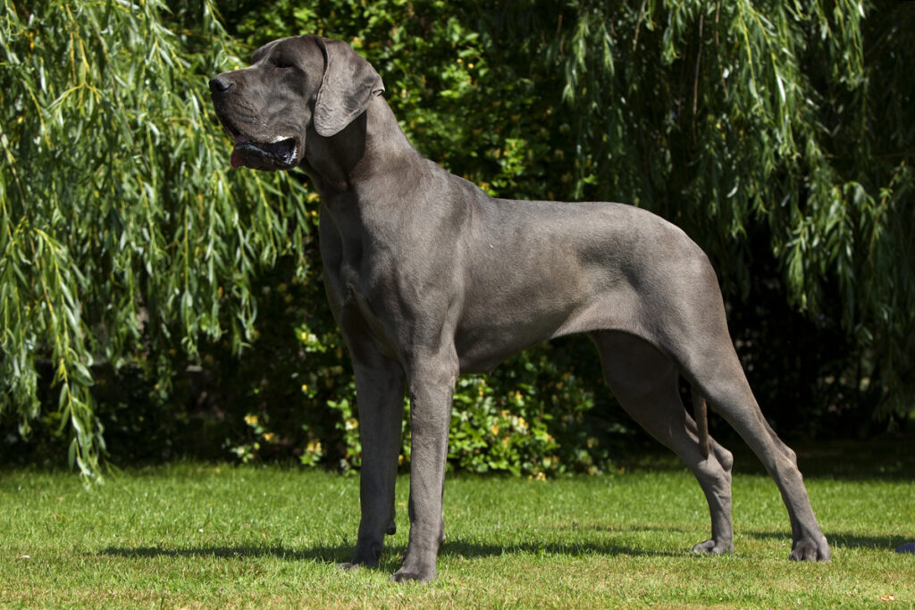 csm Deutsche Dogge Seitenportrait 69e7aff355 2881 2 | João Cachorro