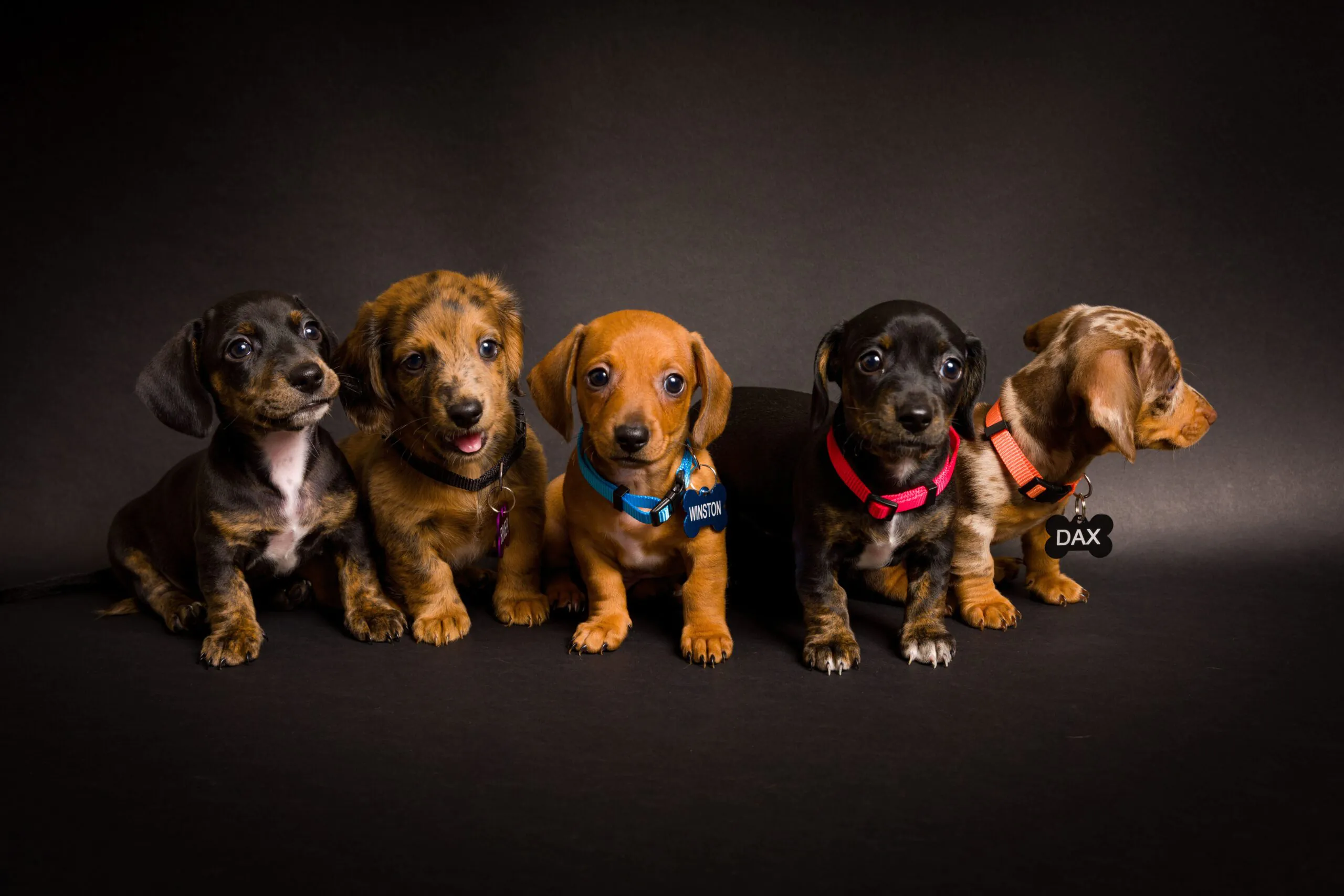 Nomes para Cachorro 2026: 100 Ideias Criativas e Populares no Brasil