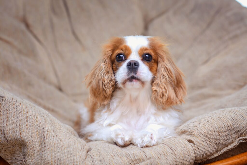 Cachorro em Apartamento: As 7 Melhores Raças que Não Latem Muito Cavalier King Charles Spaniel