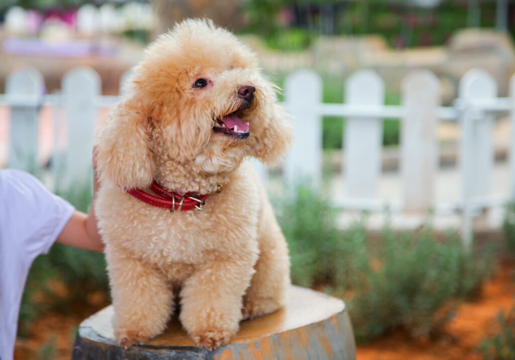 poddle Cachorros que Não Soltam Pelo: O Guia Definitivo de Raças Hipoalergênicas do João Cachorro