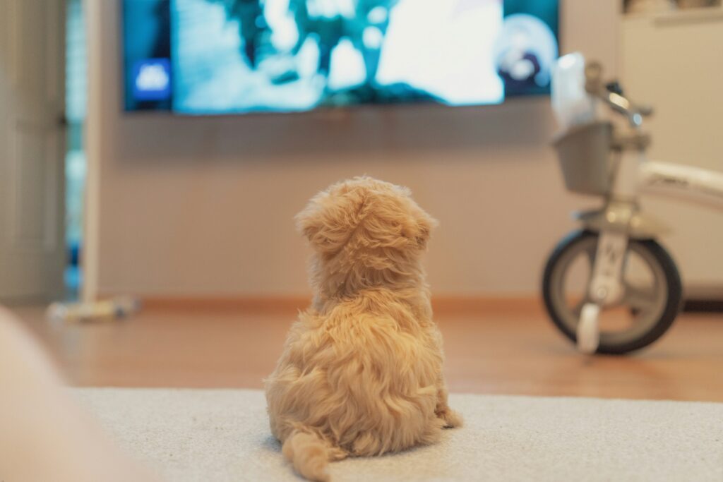Cachorro Assiste TV? A Ciência por Trás do Olhar Canino na Telinha