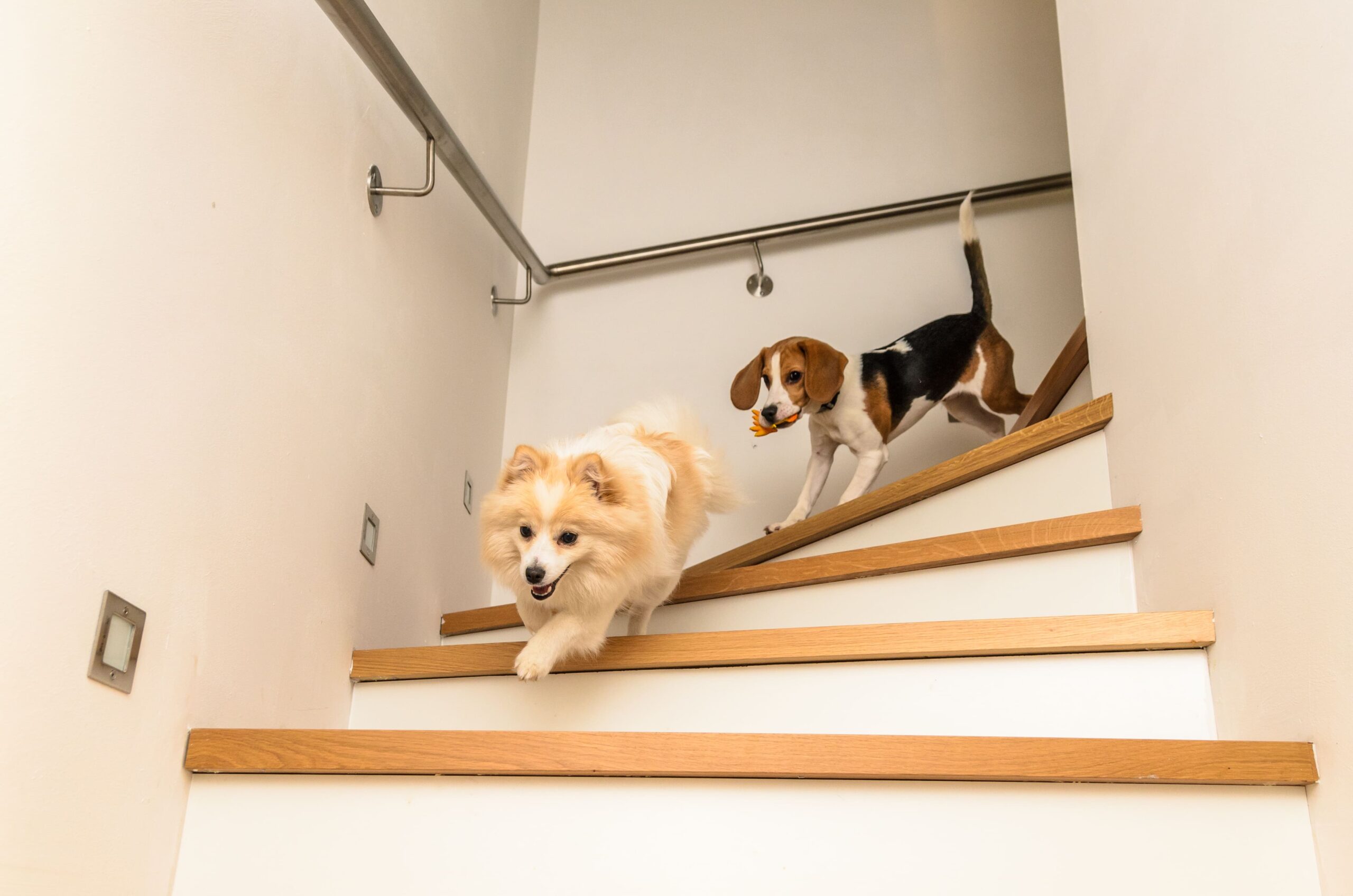 Cachorro em Apartamento: As 7 Melhores Raças que Não Latem Muito