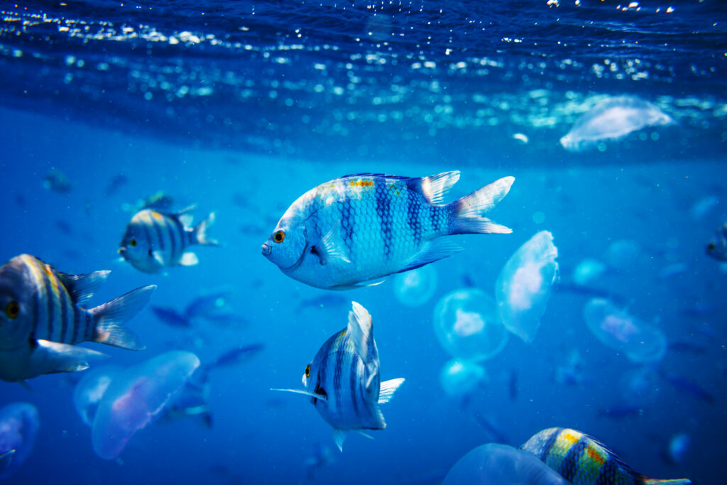 Será que os Peixes Sentem Dor? O Debate Científico e a Senciência Aquática
