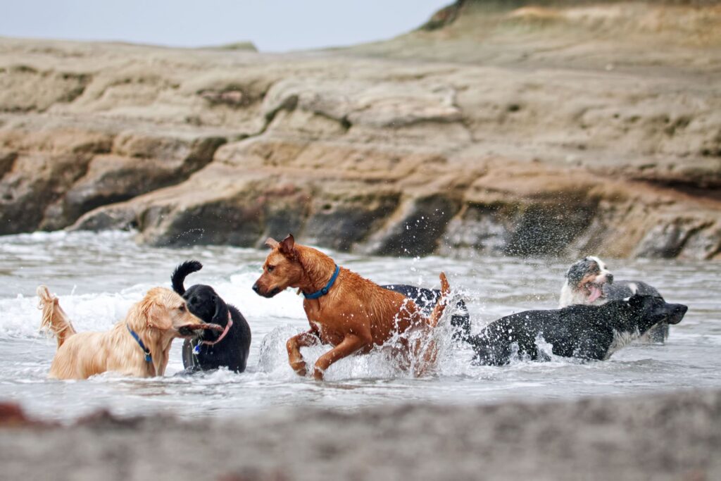 florianopolis Pet Friendly: 10 Lugares Incríveis para Viajar com seu Cachorro no Brasil