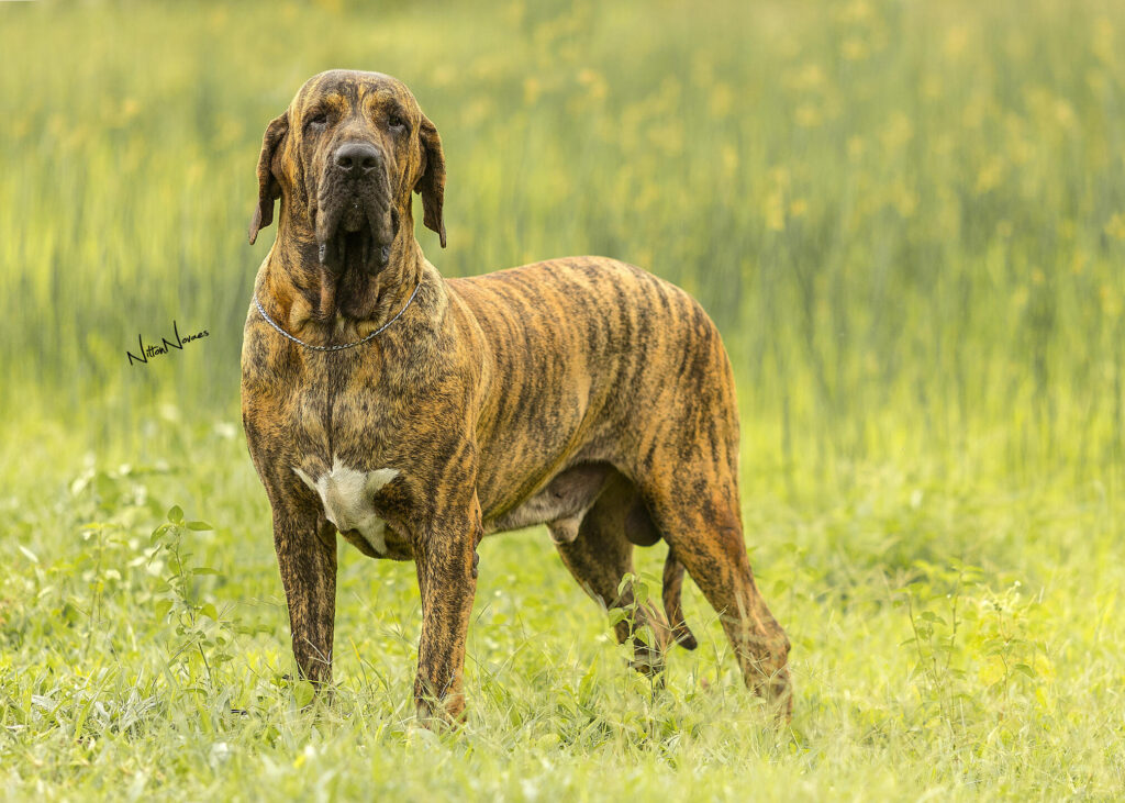 Fila Brasileiro