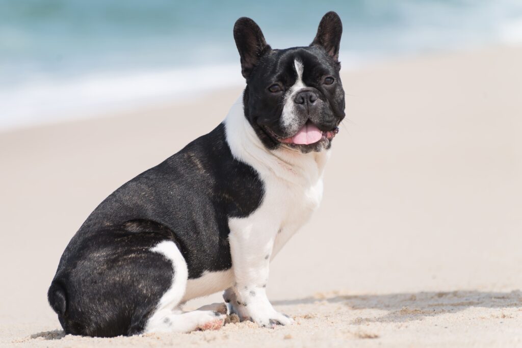 Bulldog Francês (Frenchie) Cachorro em Apartamento: As 7 Melhores Raças que Não Latem Muito