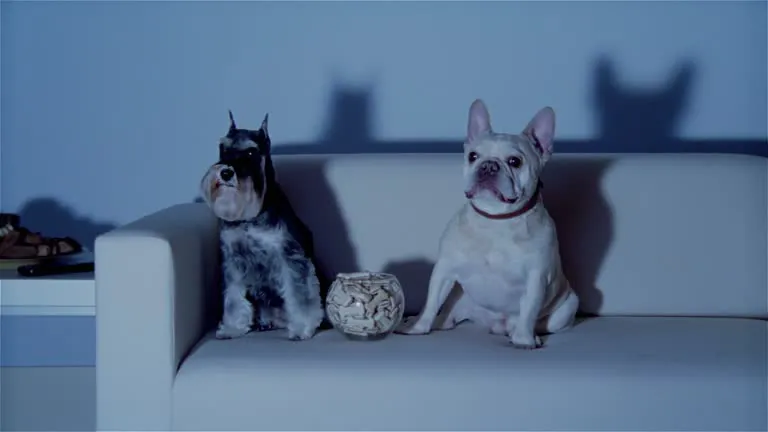 Cachorro Assiste TV? A Ciência por Trás do Olhar Canino na Telinha