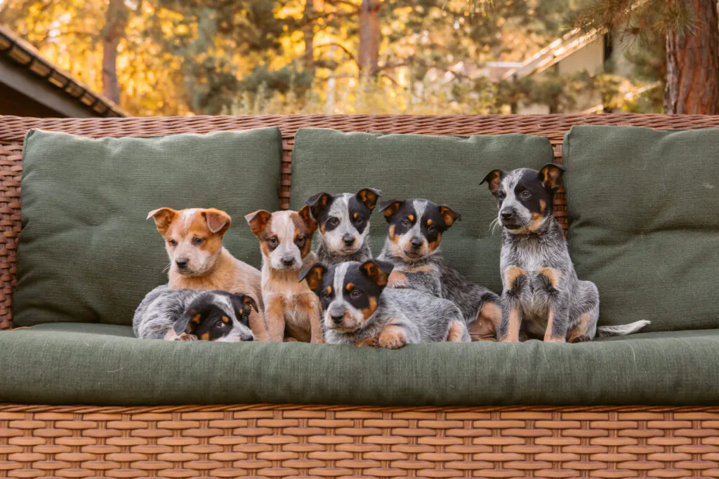 Nomes para Cachorro 2026: 100 Ideias Criativas e Populares no Brasil 2 Nomes para Cachorro 2026: 100 Ideias Criativas e Populares no Brasil