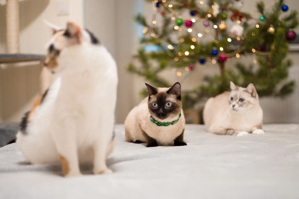 O que os Gatos Mais Temem? O Guia do João Cachorro para Entender a Psicologia Felina