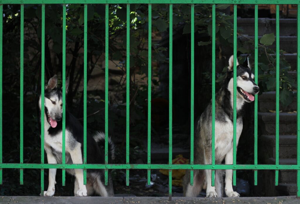 Ansiedade de Separação: O Que Fazer Quando Seu Cachorro Chora Sozinho
