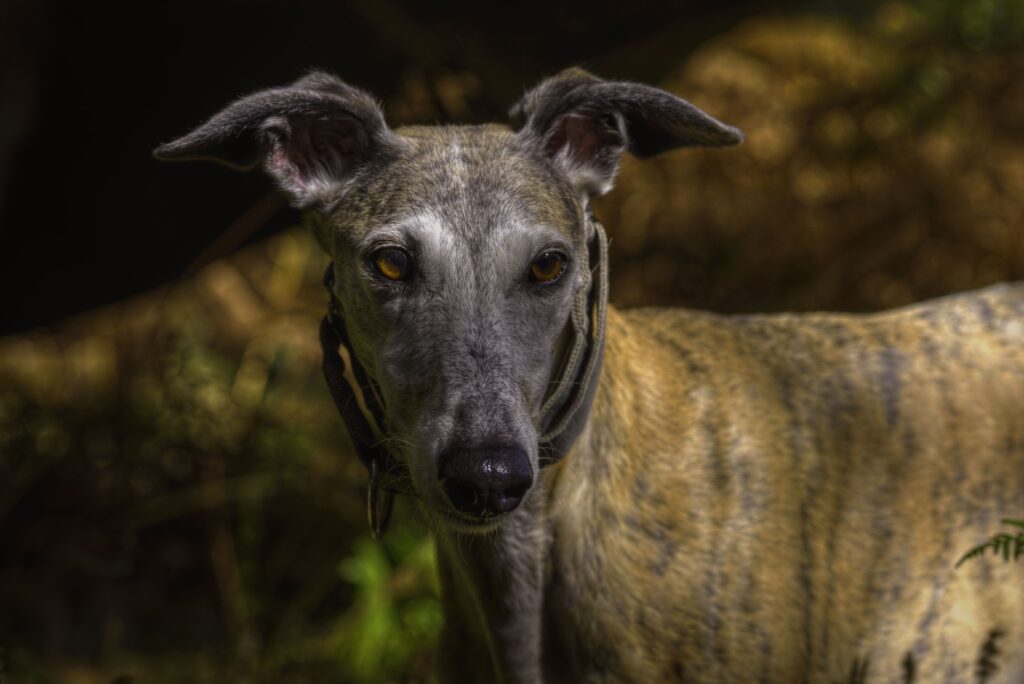 Greyhound Italiano (Galguinho) Cachorro em Apartamento: As 7 Melhores Raças que Não Latem Muito