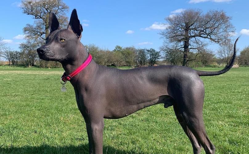 mexican hairless dog featured image | João Cachorro