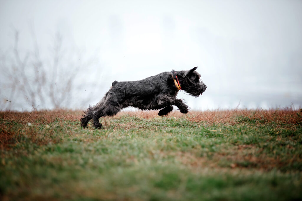 Kerry Blue Terrier