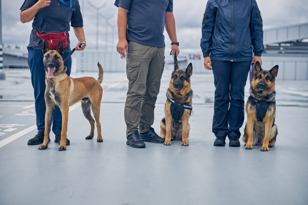 Liderança e Adestramento Positivo: O Guia do João Cachorro para um Líder Confiável