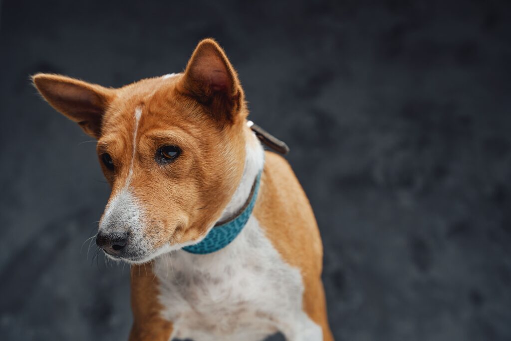 Cachorro em Apartamento: As 7 Melhores Raças que Não Latem Muito Basenji: O Cachorro que 