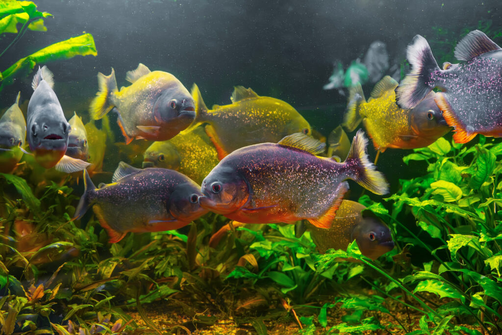 Será que os Peixes Sentem Dor? O Debate Científico e a Senciência Aquática