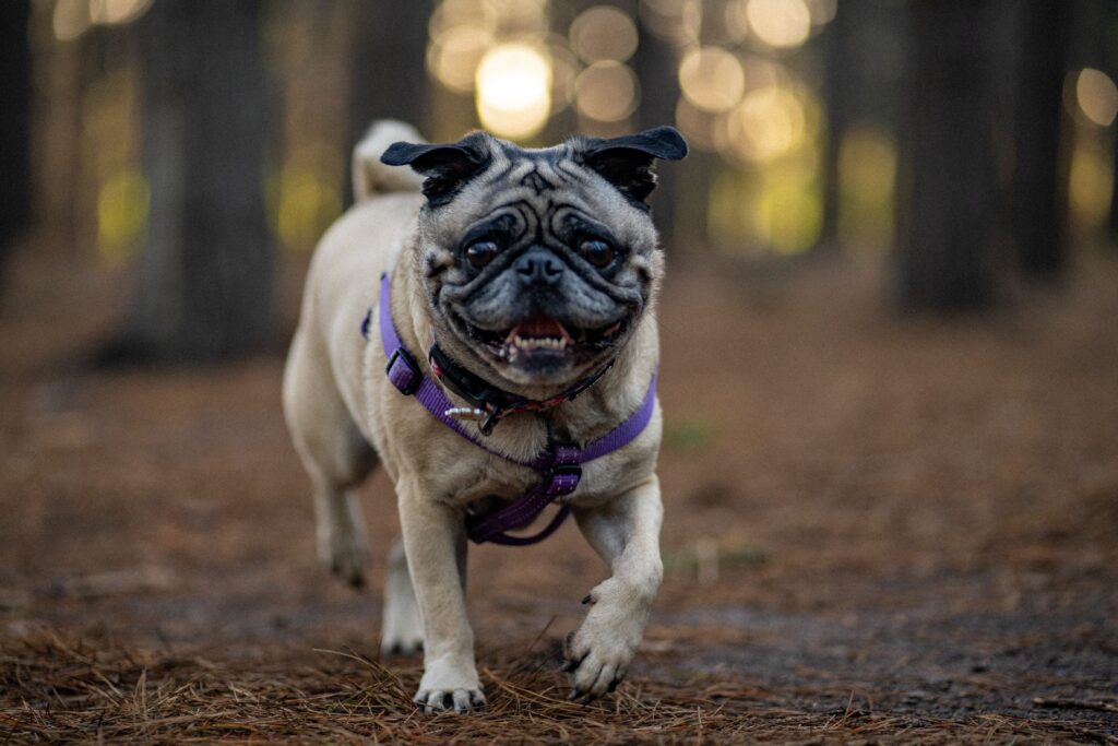  Pug: O Preguiçoso Carismático Cachorro em Apartamento: As 7 Melhores Raças que Não Latem Muito