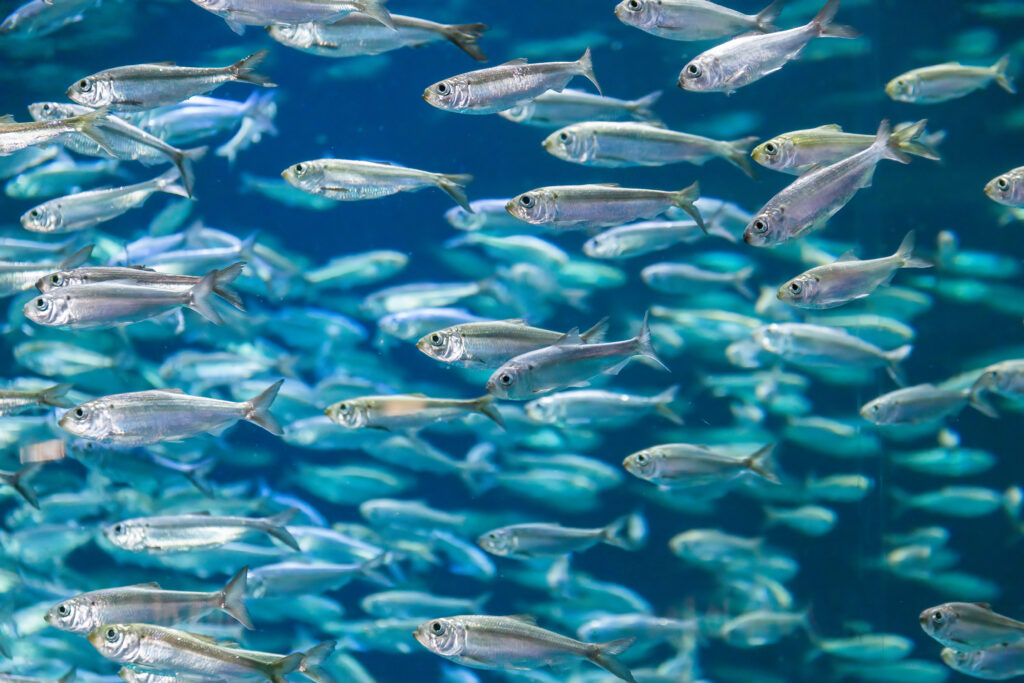 Será que os Peixes Sentem Dor? O Debate Científico e a Senciência Aquática