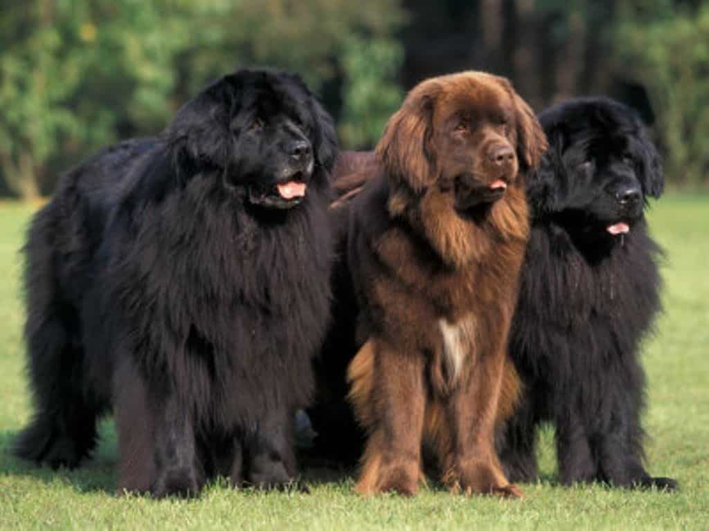 15 Maiores Raças de Cães do Mundo: Gigantes