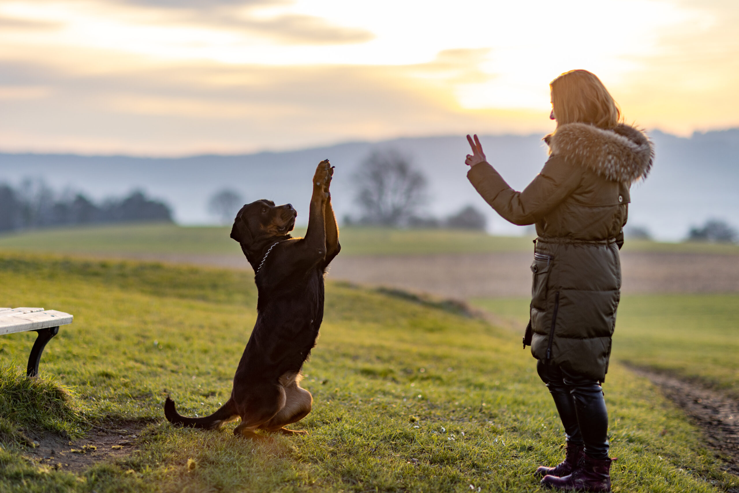 Liderança e Adestramento Positivo: O Guia do João Cachorro para um Líder Confiável