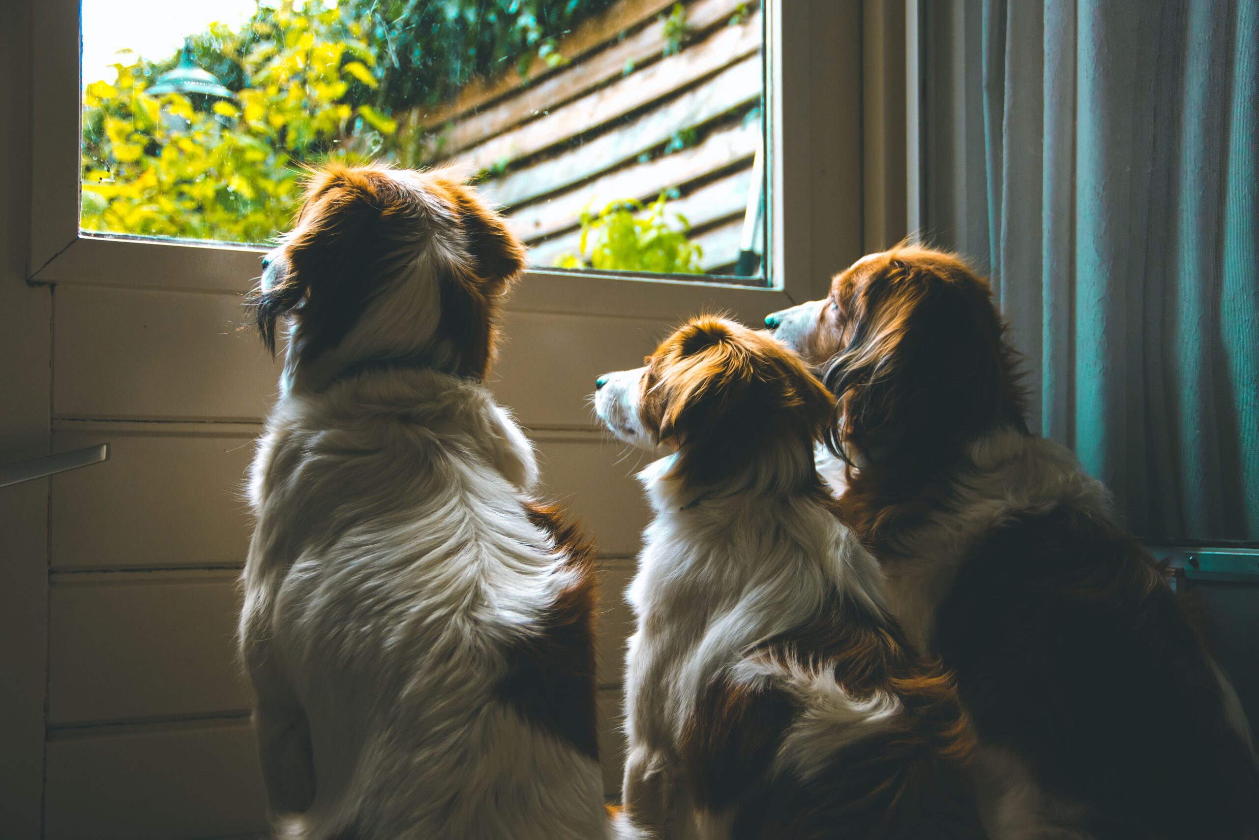 Ansiedade de Separação: O Que Fazer Quando Seu Cachorro Chora Sozinho