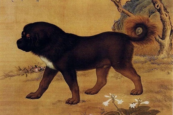 Tibetan Mastiff - Qual foi a primeira raça de cães do mundo? Descubra a origem!