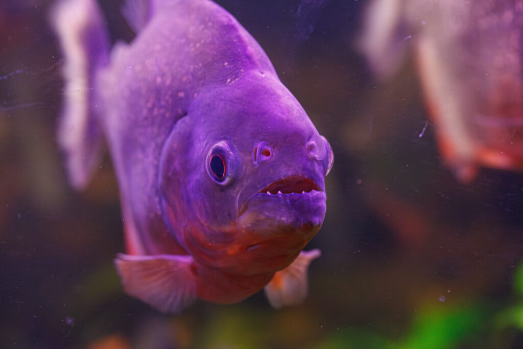 Será que os Peixes Sentem Dor? O Debate Científico e a Senciência Aquática