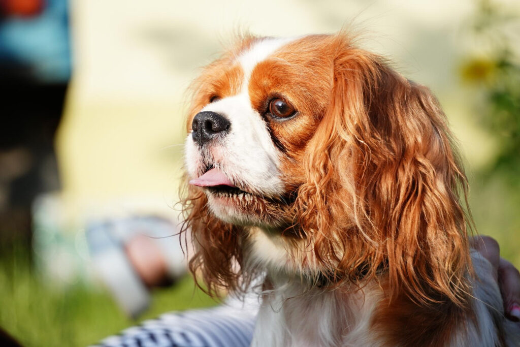 Cavalier King Charles Spaniel