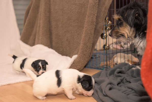 Como Receber um Cachorro Novo em Casa: O Manual da Primeira Lambida