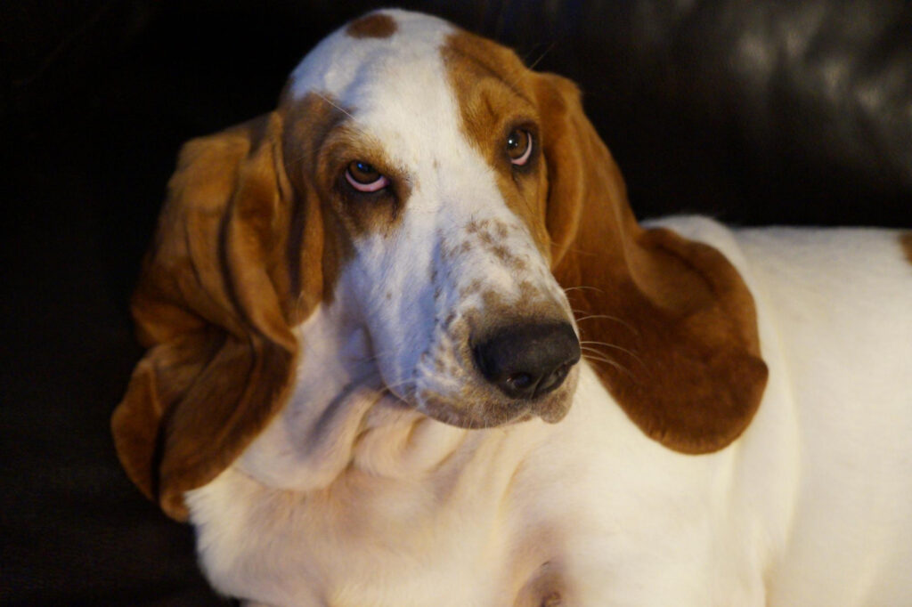Basset Hound- As 6 raças de cachorros mais dóceis: O Que Realmente Define a Docilidade?