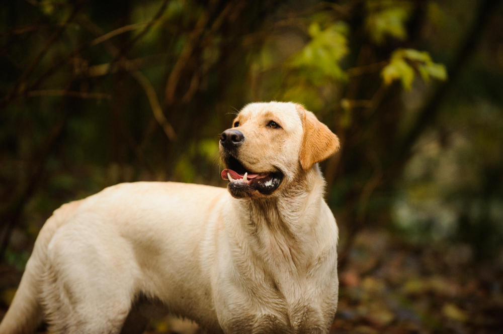 50 Nomes para Golden Retriever e Labradores que serão Tendência em 2026