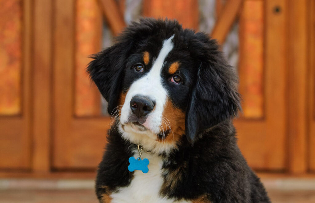 Bernese Mountain Dog - As 6 raças de cachorros mais dóceis: O Que Realmente Define a Docilidade?