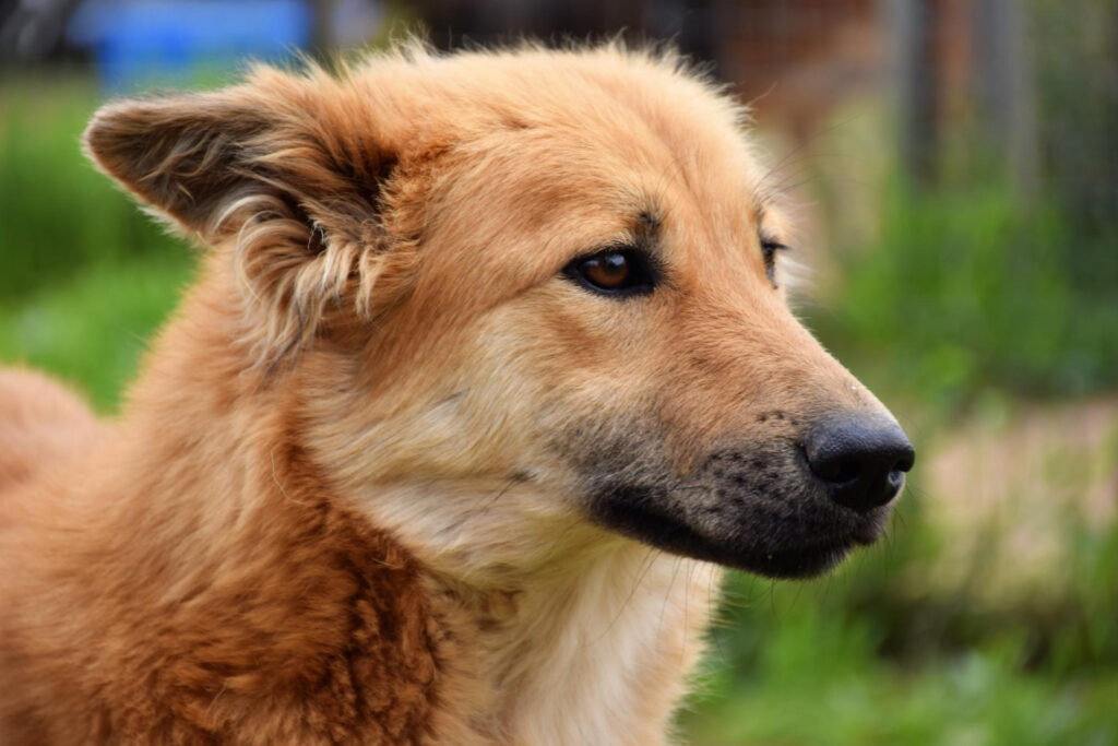 Tudo sobre cães vira lata: O Que Significa Ser um SRD?