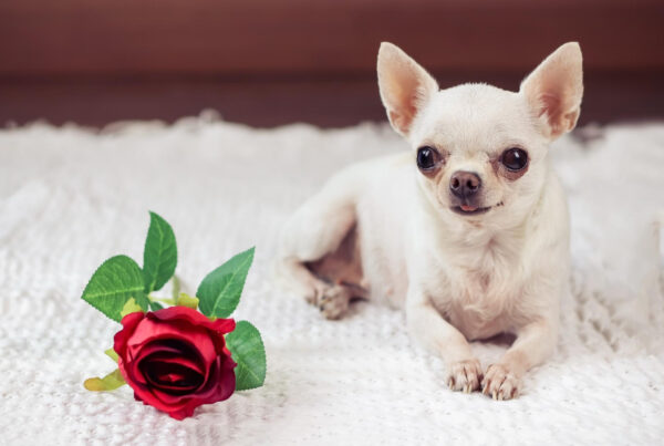 Chihuahua - Top 10 Menores Raças de Cães do Mundo: Pequenos no Tamanho, Gigantes no Coração!