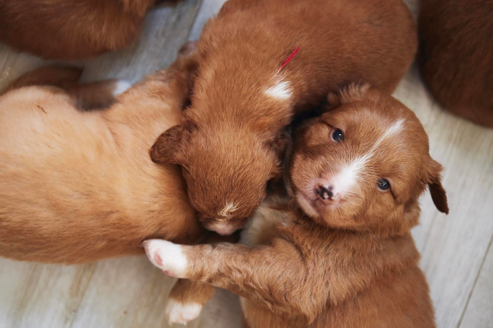 Nomes para Cachorros de Apartamento 2026: Opções Curtas e Elegantes