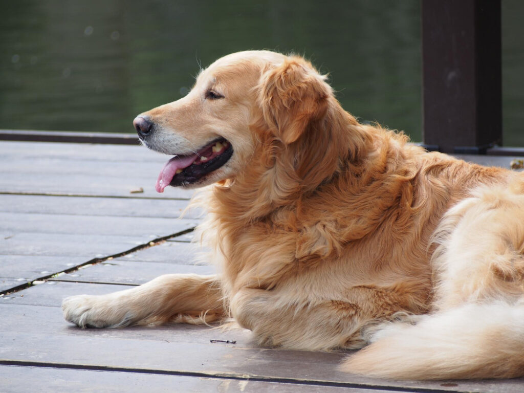 Golden Retriever - Guia Completo da Raça Golden Retriever: Temperamento, Preço e Dicas