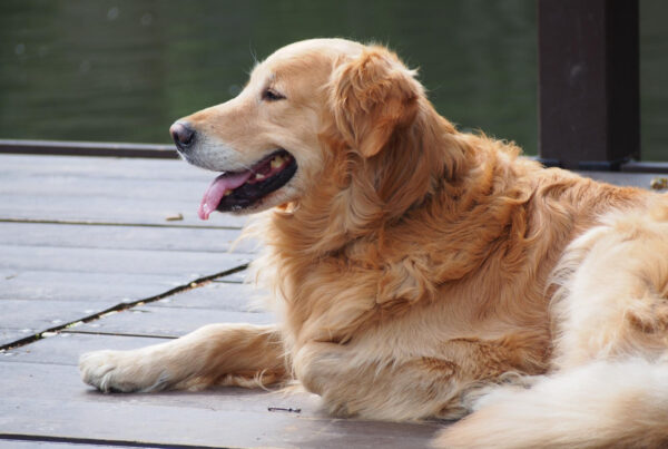 Golden Retriever - Guia Completo da Raça Golden Retriever: Temperamento, Preço e Dicas