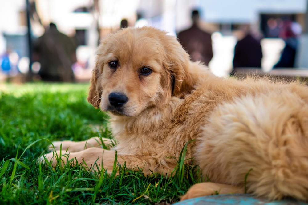 50 Nomes para Golden Retriever e Labradores que serão Tendência em 2026