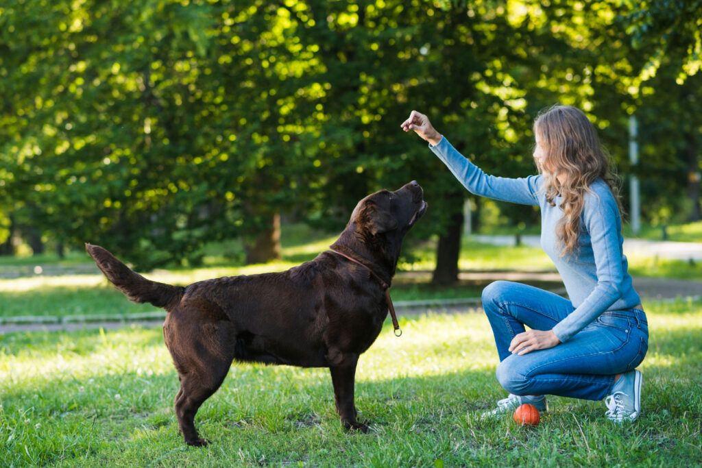 Como Adestrar Seu Cão: 3 Vantagens Incríveis para uma Vida Harmoniosa