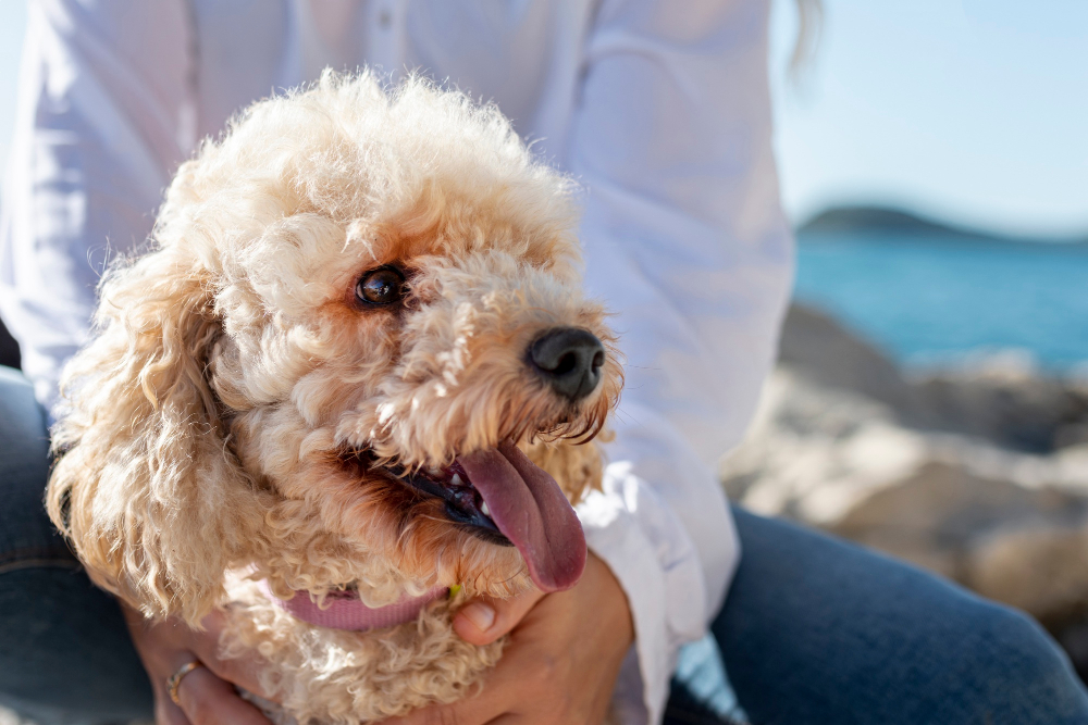 Poodle - Cães Mais Inteligentes do Mundo: O Que Realmente Define a Genialidade Canina?