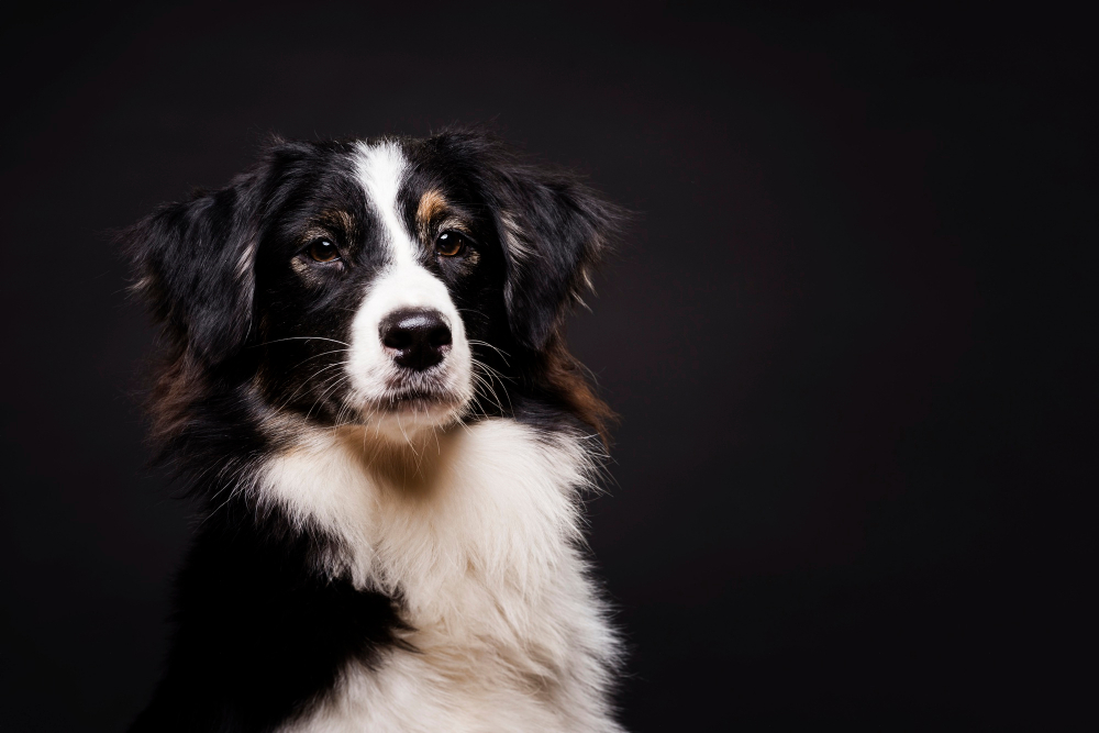 Cães Mais Inteligentes do Mundo: O Que Realmente Define a Genialidade Canina?