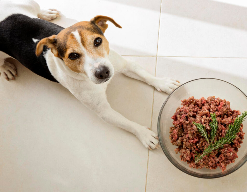 Pode Dar Pão para Cachorro? Lista Definitiva de Alimentos Proibidos e Permitidos