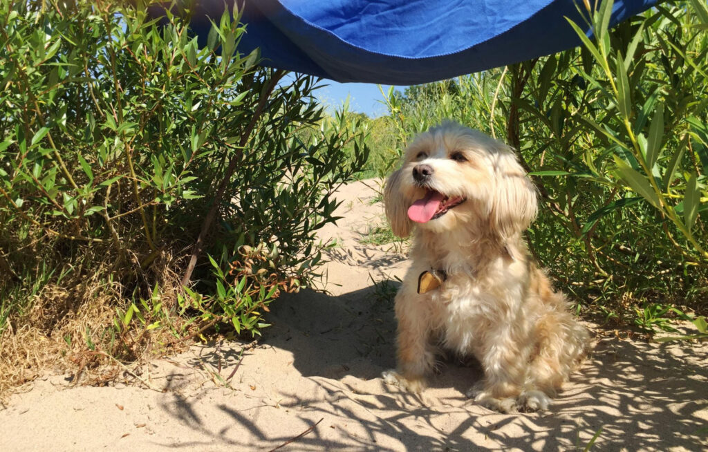 Insolação em Cachorros e Gatos: Como Proteger seus Pets no Verão