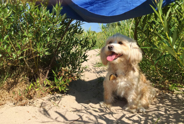 Insolação em Cachorros e Gatos: Como Proteger seus Pets no Verão