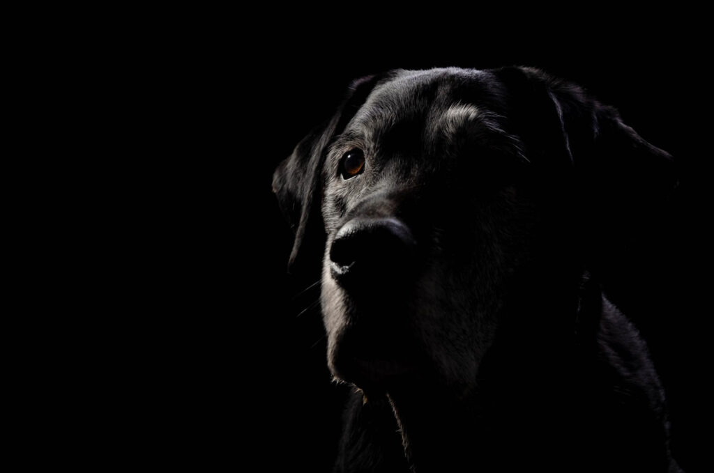 Cachorros enxergam no escuro? Entenda tudo sobre a visão canina!