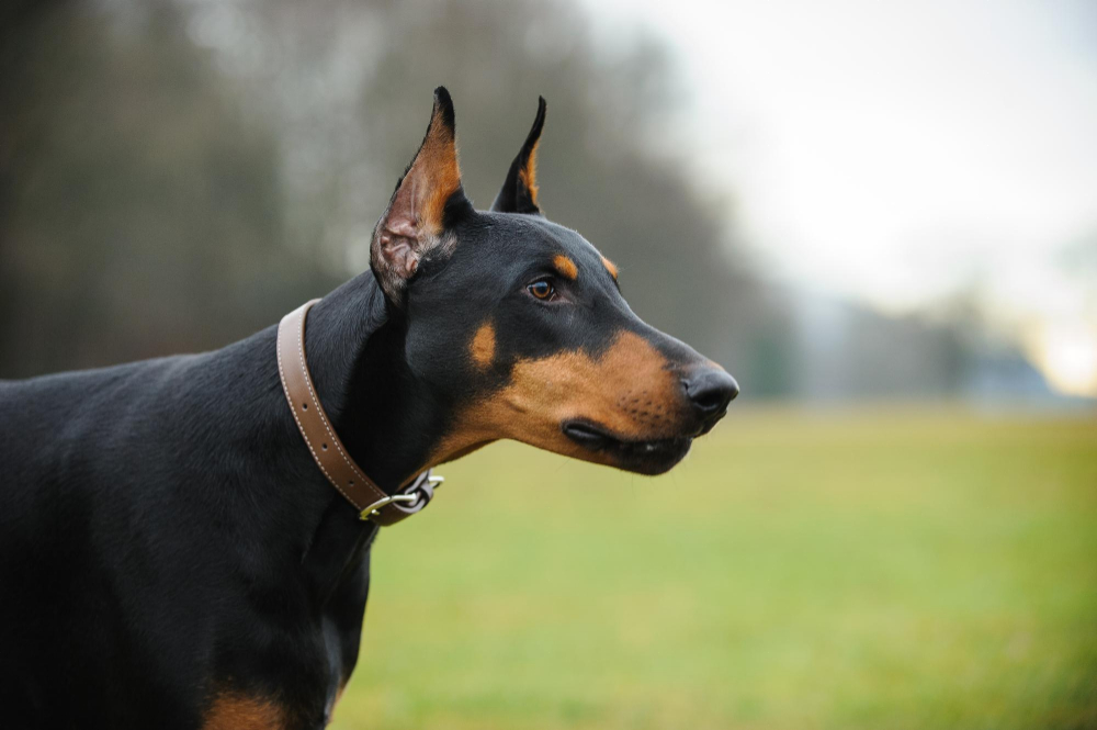 Doberman - Cães Mais Inteligentes do Mundo: O Que Realmente Define a Genialidade Canina?