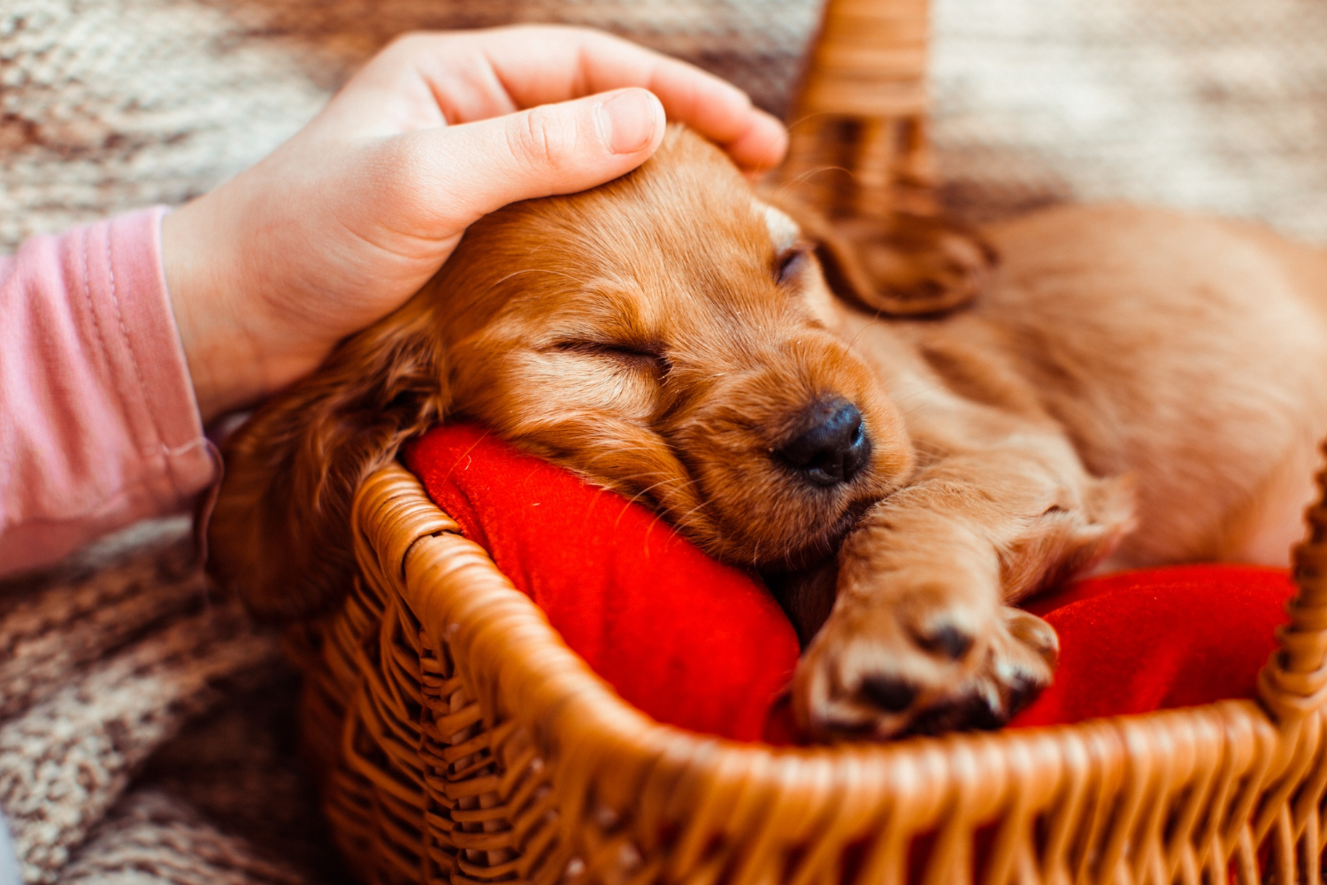 O que significa sonhar com cachorro: Introdução ao Mundo dos Sonhos Caninos