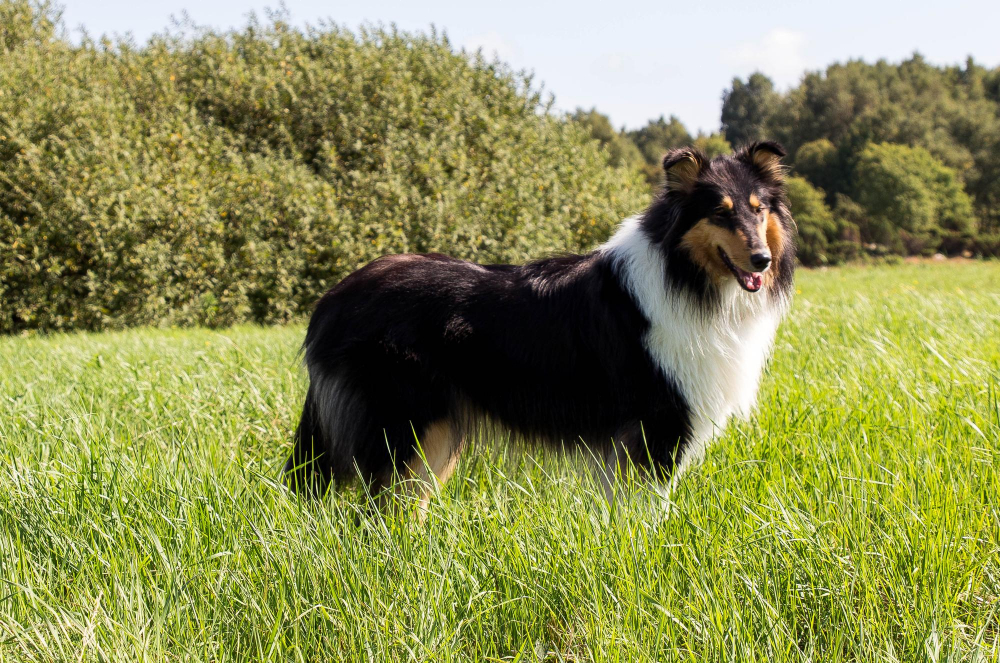 Pastor de Shetland - Cães Mais Inteligentes do Mundo: O Que Realmente Define a Genialidade Canina?
