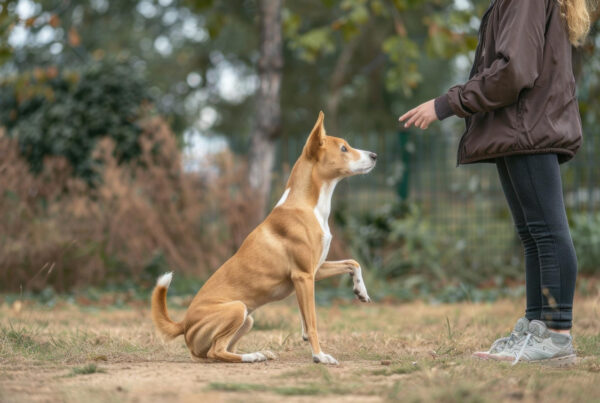 Como Adestrar Seu Cão: 3 Vantagens Incríveis para uma Vida Harmoniosa