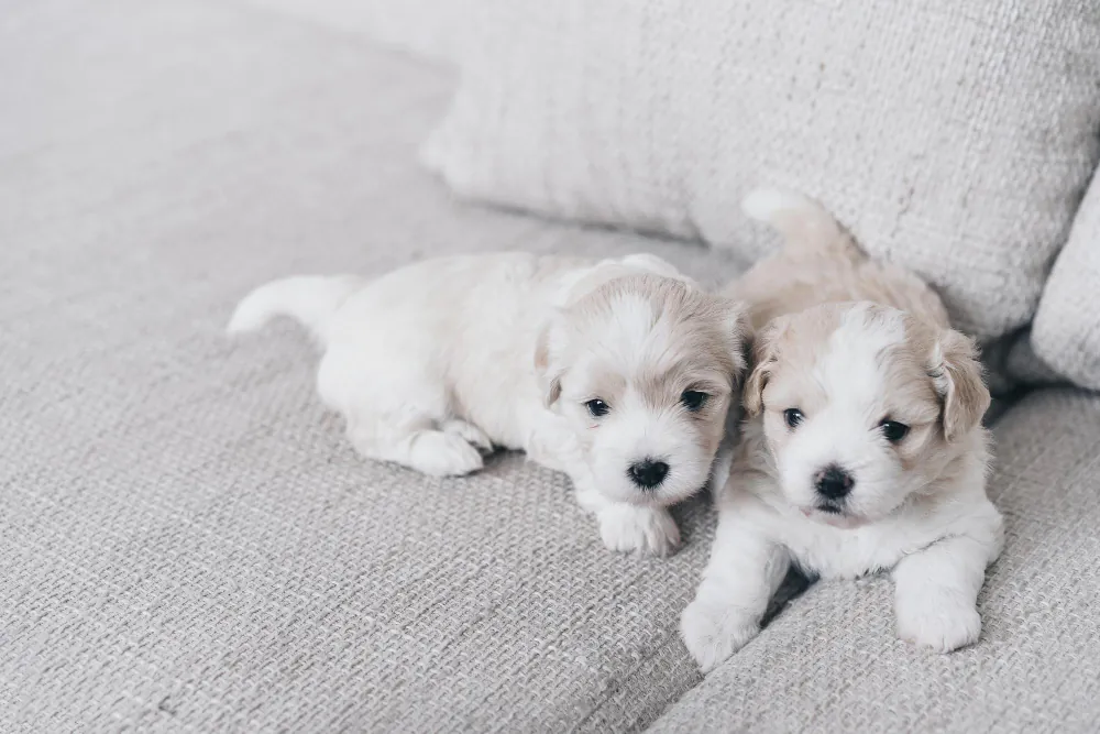 Nomes para Cachorros de Apartamento 2026: Opções Curtas e Elegantes